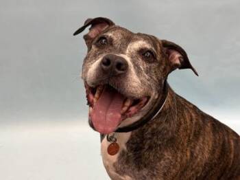 Lola -  Pit Bull Terrier and Mixed Breed Dog for Adoption in Golden Valley, Minnesota - Lola | PetCurious