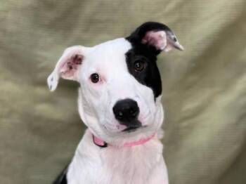 Border Collie and Pit Bull Terrier Dogs Available for Adoption in Portland, Oregon - Clover | PetCurious