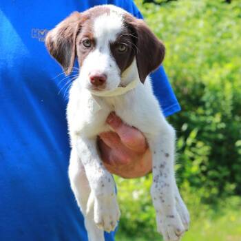 CT Firefly avail Jul 18 (Petco- Enfield, CT) -  Labrador Retriever and Australian Cattle Dog Blue Heeler Dog for Adoption in Eastford, Connecticut - CT Firefly Avail Jul 18 (Petco- Enfield, CT) | PetCurious