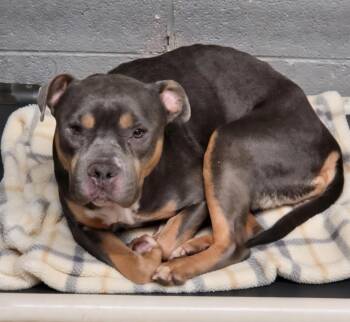 Daisy -  American Bully Dog for Adoption in Dandridge, Tennessee - Daisy | PetCurious