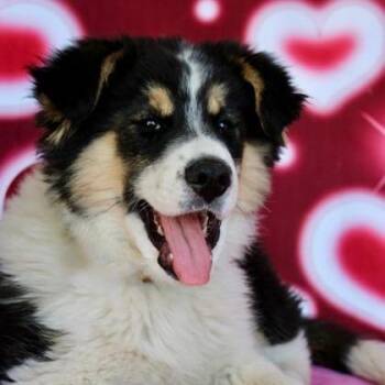 Australian Shepherd and Great Pyrenees Dogs Available for Adoption - Voight | PetCurious