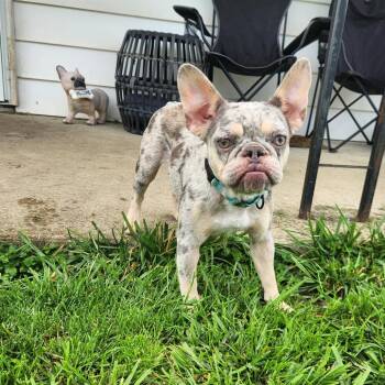 French Bulldog Dogs Available for Adoption in Huber Heights, Ohio - Starla | PetCurious