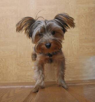 Owen -  Yorkshire Terrier Dog for Adoption in Plain City, Ohio - Owen | PetCurious