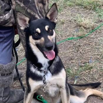 Rescue German Shepherd Dog Dogs for Adoption in Saint George, Vermont - Oliver | PetCurious