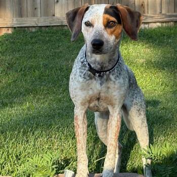 2156 Gracie -  Beagle and Australian Cattle Dog Blue Heeler Dog for Adoption in Springfield, Missouri - 2156 Gracie | PetCurious