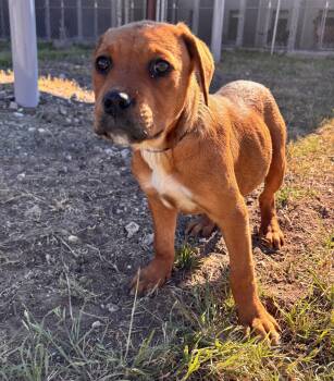 Rescue Mixed Breed Dogs for Adoption in Converse, Texas - Buttercup | PetCurious