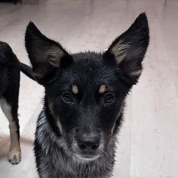 Australian Cattle Dog Blue Heeler Dogs Available for Adoption in Richmond, Virginia - Dakota | PetCurious