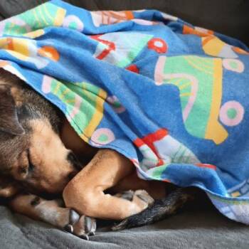 Lady -  Pit Bull Terrier and Shar Pei Dog for Adoption in Glendale, Arizona - Lady | PetCurious