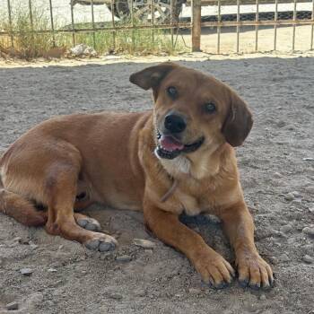 Oso -  Yellow Labrador Retriever and Mixed Breed Dog for Adoption in San Diego, California - Oso | PetCurious