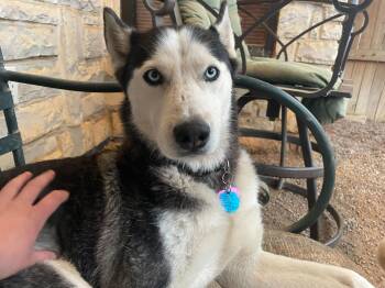 Rescue Siberian Husky Dogs for Adoption in Pantego, Texas - Nikey | PetCurious