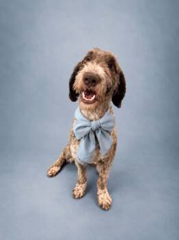 Dumpling -  Labradoodle Dog for Adoption in Houston, Texas - Dumpling | PetCurious