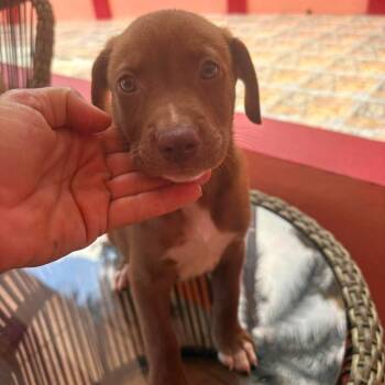 Toby -  Labrador Retriever Dog for Adoption in Rincón, Rincón - Toby | PetCurious