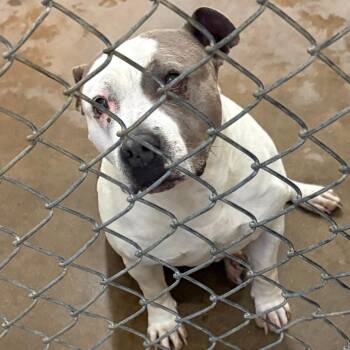 Pit Bull Terrier Dogs Available for Adoption - Pearl - 022705U | PetCurious