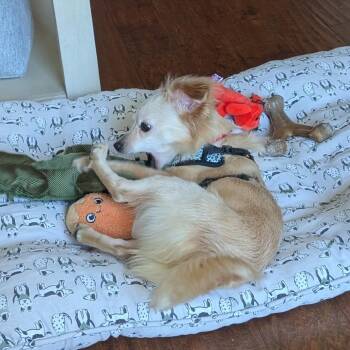 Chihuahua Dogs Available for Adoption - Glizzard | PetCurious