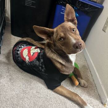 Rescue Mixed Breed and Pit Bull Terrier Dogs for Adoption in Turlock, California - Oakley | PetCurious