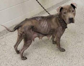 River Phd -  Pit Bull Terrier and Mixed Breed Dog for Adoption in Kansas City, Missouri - River Phd | PetCurious