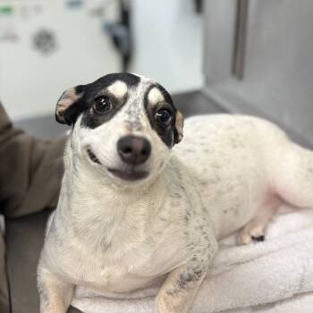 Rescue Terrier Dogs for Adoption in Fulton, Texas - Little Banditas | PetCurious