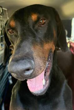 ZEUS -  Doberman Pinscher Dog for Adoption in Tustin, California - ZEUS | PetCurious
