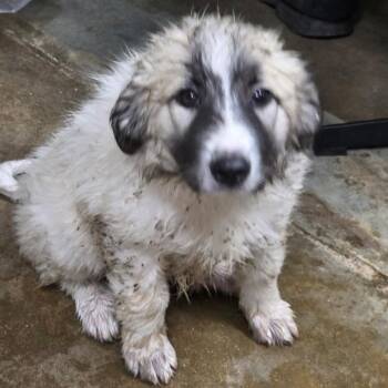 Ren -  Great Pyrenees and Mixed Breed Dog for Adoption in Eureka Springs, Arkansas - Ren | PetCurious