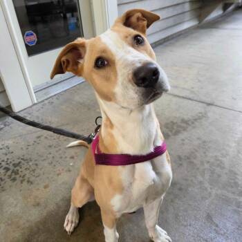 Jocelyn -  Yellow Labrador Retriever and Pit Bull Terrier Dog for Adoption in Pacifica, California - Jocelyn | PetCurious