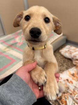 Labrador Retriever and Husky Dogs Available for Adoption in Hackensack, Minnesota - Beatrix | PetCurious