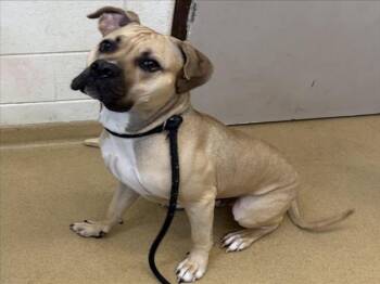 Cane Corso Dogs Available for Adoption in Derwood, Maryland - TANK | PetCurious