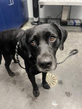 04688B Opal -  Labrador Retriever and Mixed Breed Dog for Adoption in North Charleston, South Carolina - 04688B Opal | PetCurious