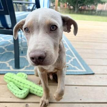 Bobby -  Labrador Retriever and Hound Dog for Adoption in Pleasure Rdge, Kentucky - Bobby | PetCurious