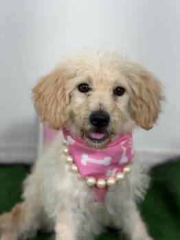 Viki-One of our Amazing Rescue Dogs -  Poodle and Mixed Breed Dog for Adoption in Carlsbad, California - Viki-One Of Our Amazing Rescue Dogs | PetCurious