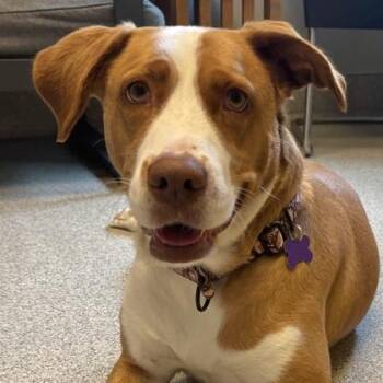 Willa Bee -  Mixed Breed Dog for Adoption in Lansing, Michigan - Willa Bee | PetCurious