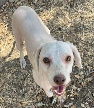 Rescue Cockapoo Dogs for Adoption in Jamestown, California - Sanders (AKA Sandy) | PetCurious