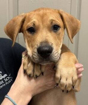 Wiggles -  Labrador Retriever Dog Available for Adoption in Littleton, Colorado - Wiggles | PetCurious