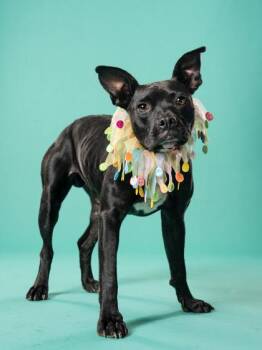 Mela - ADOPTED -  Mixed Breed Dog for Adoption in Atlanta, Georgia - Mela - ADOPTED | PetCurious