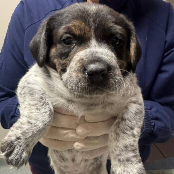 Mixed Breed Dogs Available for Adoption in Gainesville, Florida - Jolteon | PetCurious