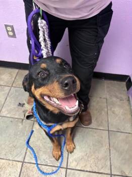 61393639 -  Rottweiler and Mixed Breed Dog for Adoption in El Paso, Texas - 61393639 | PetCurious