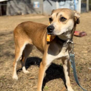 Jaxon Lover Boy -  Chihuahua and Pit Bull Terrier Dog for Adoption in Houston, Texas - Jaxon Lover Boy | PetCurious