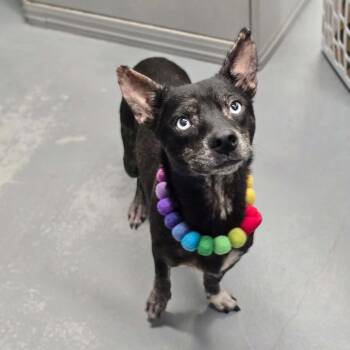 Berry -  Dachshund and Australian Cattle Dog Blue Heeler Dog for Adoption in Boulder, Colorado - Berry | PetCurious