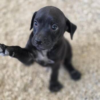 Mischief JuM -  Shepherd and Mixed Breed Dog for Adoption in Austin, Texas - Mischief JuM | PetCurious