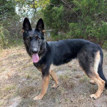Indy -  German Shepherd Dog Dog for Adoption in Van Horne, Iowa - Indy | PetCurious