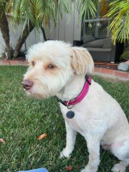 Lola -  Poodle Dog for Adoption in Poway, California - Lola | PetCurious