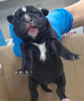 Staffordshire Bull Terrier and Mixed Breed Dogs Available for Adoption in Oklahoma City, Oklahoma - MONN | PetCurious