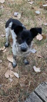 26-110 Jolene "Coming Soon" -  Border Collie and Australian Cattle Dog Blue Heeler Dog for Adoption in Richardson, Texas - 26-110 Jolene "Coming Soon" | PetCurious