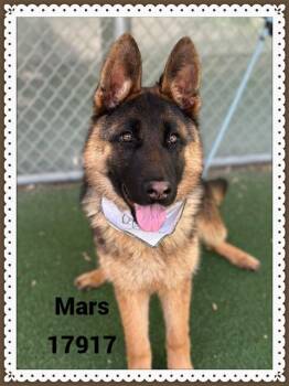 German Shepherd Dog Dogs Available for Adoption - MARS | PetCurious