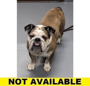 Rescue English Bulldog and Mixed Breed Dogs for Adoption in Eugene, Oregon - Fungus | PetCurious