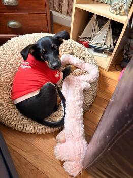 Chihuahua and Labrador Retriever Dogs Available for Adoption - Tango | PetCurious