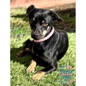 Rescue Chiweenie Dogs for Adoption in Inglewood, California - Marty | PetCurious