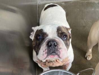 WINCHESTER -  French Bulldog Dog for Adoption in Tustin, California - WINCHESTER | PetCurious