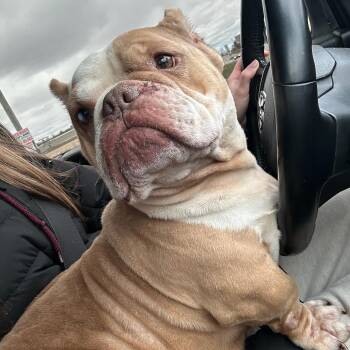 American Bulldog Dogs Available for Adoption in Traverse City, Michigan - Bridget | PetCurious