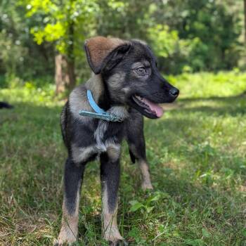 Mixed Breed Dogs Available for Adoption in Spring Hill, Tennessee - Pickles | PetCurious