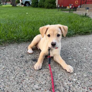 Nolan -  Mixed Breed Dog for Adoption in Alma, Wisconsin - Nolan | PetCurious